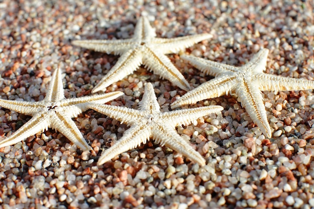 Foto estrella de mar en la playa playa de arena con olas