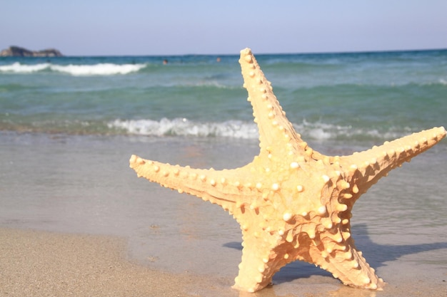 Estrella de mar en la playa en verano