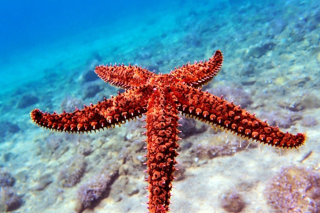 Estrella de mar de roca mediterránea - Coscinasterias tenuispina