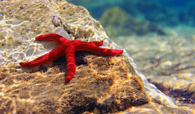 Estrella de mar roja mediterránea - (Echinaster sepositus)