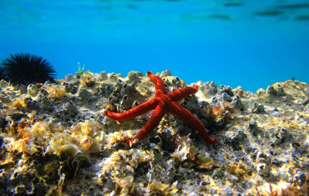 Estrella de mar roja mediterránea - (Echinaster sepositus)