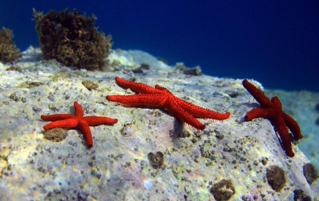 Estrella de mar roja mediterránea - (Echinaster sepositus)