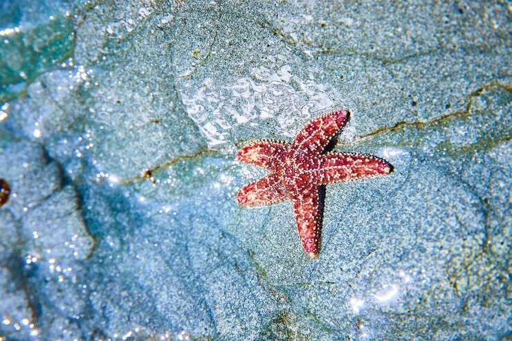 Estrella de mar roja en la piscina de marea cristalina de primer plano