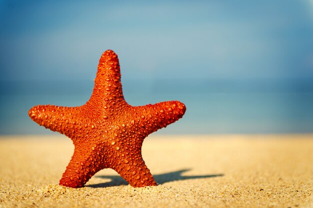 Estrella de mar roja en una playa tropical