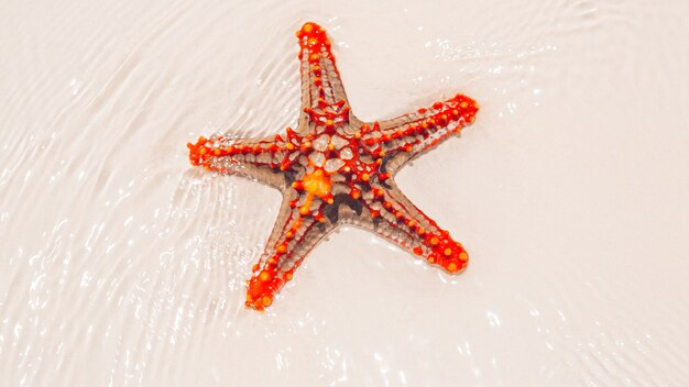 Estrella de mar rojo brillante en la arena de la playa con agua