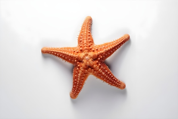 Una estrella de mar sobre un fondo blanco.