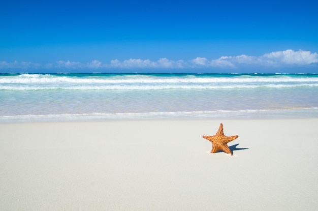 Estrella de mar sobre la playa