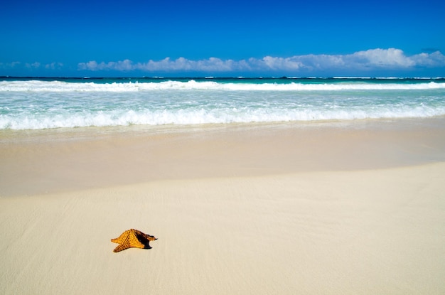 Estrella de mar sobre la playa