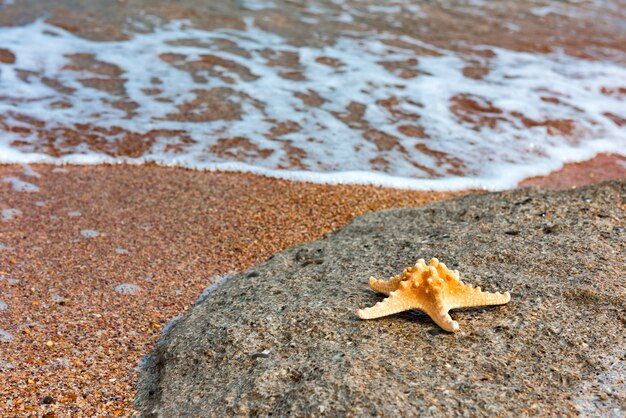 Estrella de mar en el tema del verano de la orilla del mar