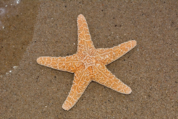 Una estrella de mar tumbada en una playa de arena