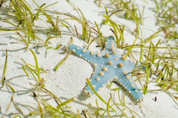 Estrella de mar