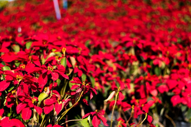 Estrella de Navidad en el jardín.