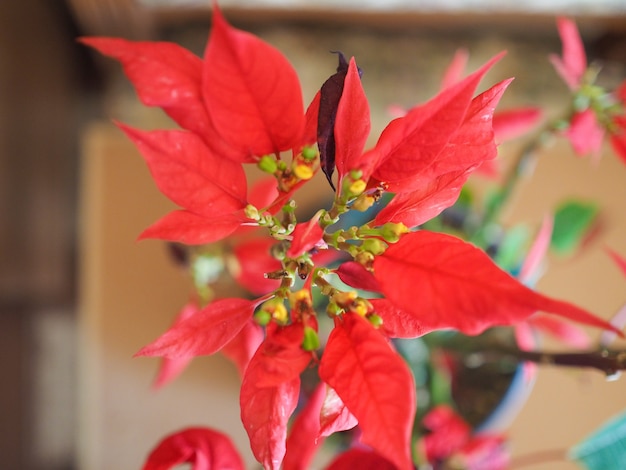 Estrella de Navidad Poinsettia