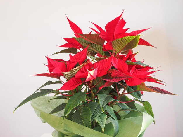 Estrella de Navidad Poinsettia