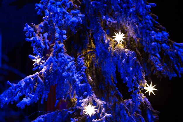 Estrellas blancas de Navidad en un abeto