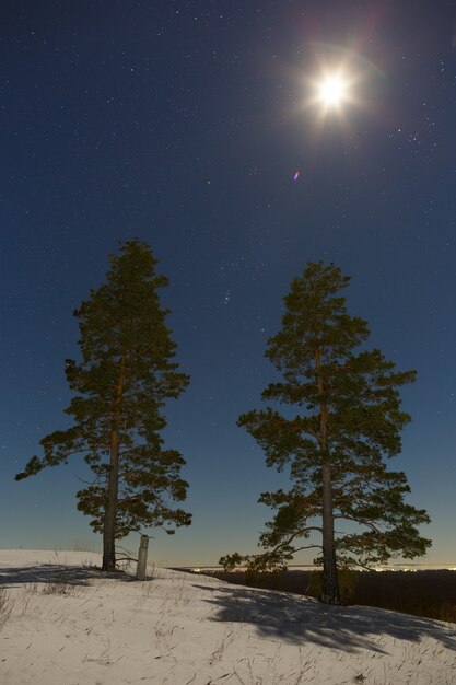 Estrellas con luna llena en el cielo nocturno sobre los árboles en invierno.