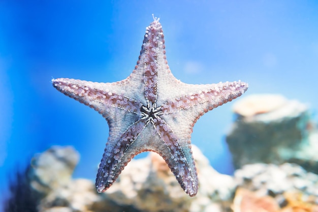 Estrellas de mar en el agua azul como fondo de la vida marina submarina de la naturaleza