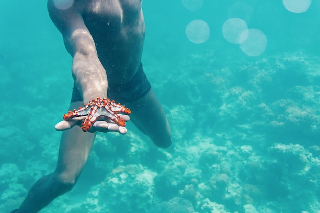 Estrellas de mar bajo el agua en la palma de un hombre.