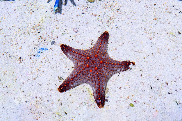 Estrellas de mar bajo el agua sobre arena blanca