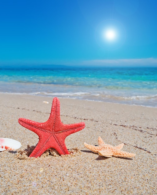 Estrellas de mar y agua turquesa en cerdeña