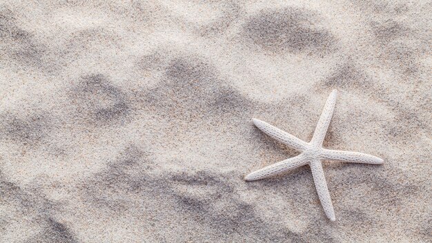 Estrellas de mar en la arena de la playa por concepto de verano y playa.