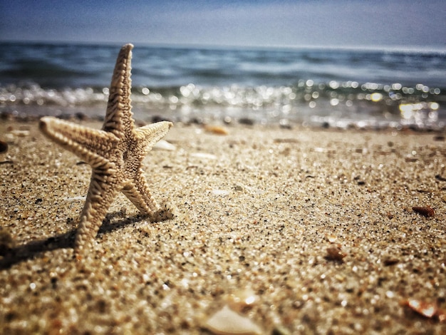 Estrellas de mar en la arena de la playa durante un día soleado