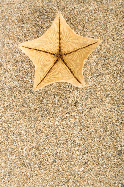 Foto estrellas de mar en la arena