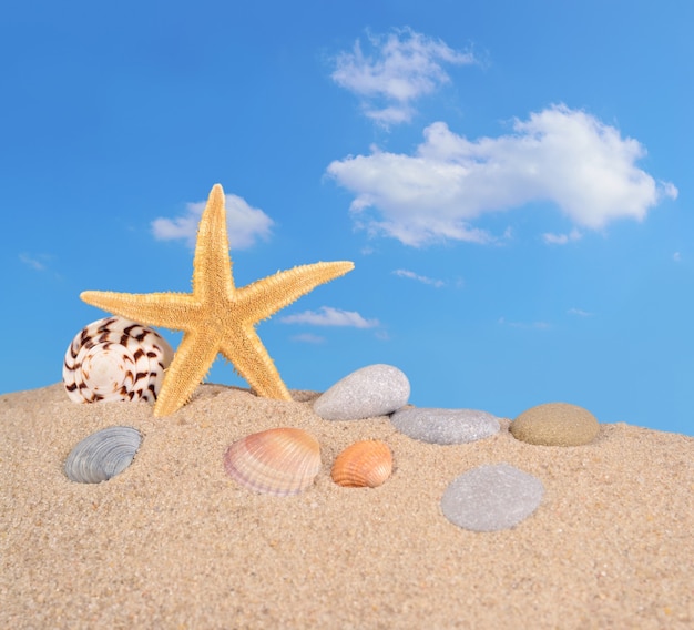 Estrellas de mar y conchas en la arena de una playa contra el cielo azul