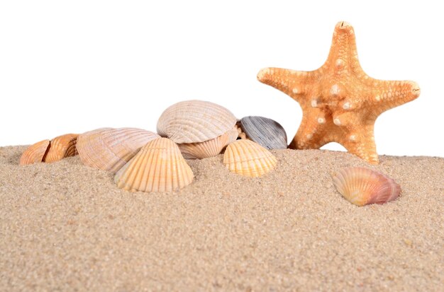 Estrellas de mar y conchas en la arena de la playa sobre un fondo blanco.