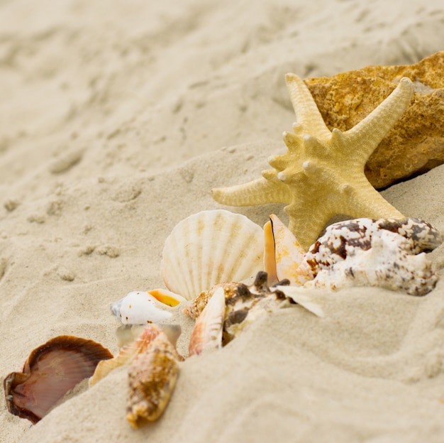 Estrellas de mar y conchas en el fondo de arena