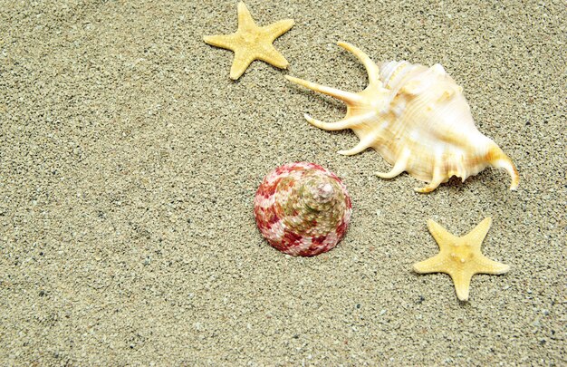 Estrellas de mar y conchas en la playa.