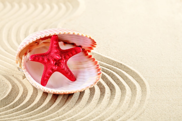 Estrellas de mar y conchas en la playa.