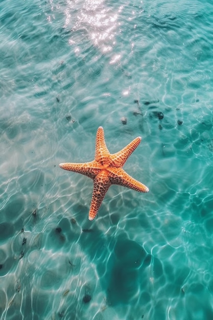 Estrellas de mar flotando en el agua con la palabra estrella