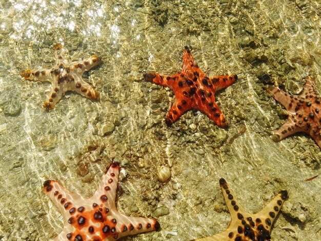 Foto estrellas de mar en la playa