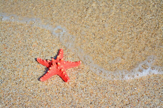 Estrellas de mar rojas en una playa dorada