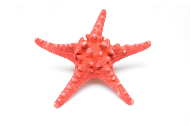 estrellas de mar rojo