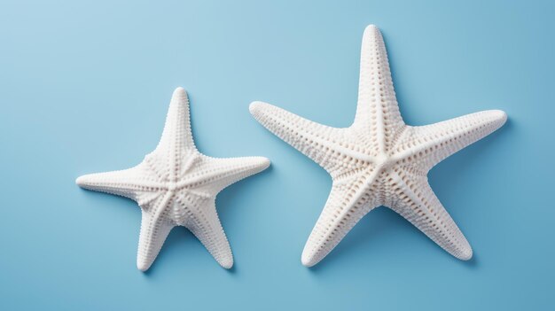 estrellas de mar