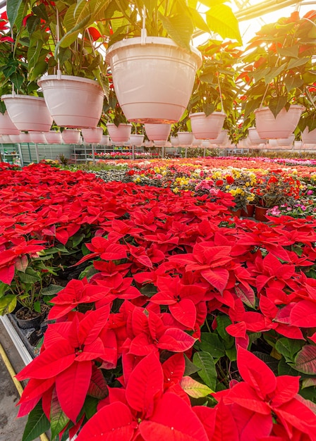 Estrellas navideñas rojas