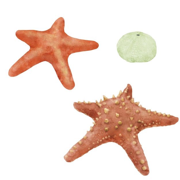 Estrellas oceánicas y erizo de mar Ilustración digital en acuarela Un conjunto de estrellas de mar rojas y un esqueleto de erizo de agua del fondo del mundo submarino aislado sobre un fondo blanco