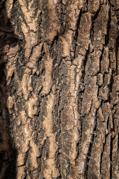 Estructura y características de la corteza de árbol protectora.