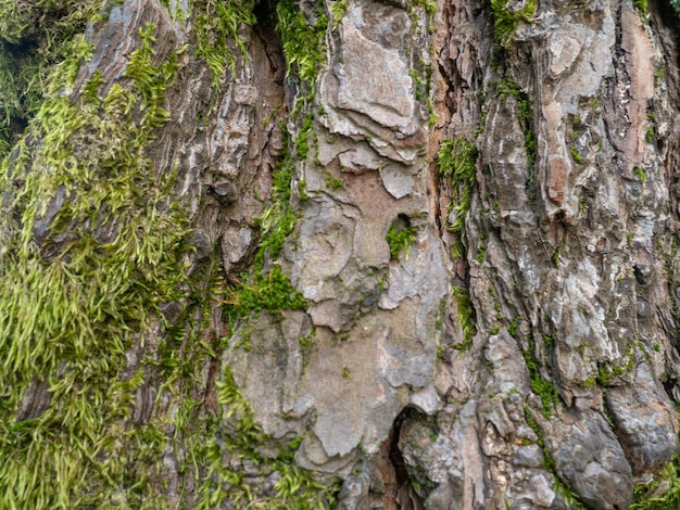 Estructura de la corteza de los árboles en el musgo Cobertura desigual Musgo en el árbol Fondo de material natural Primer plano de la corteza