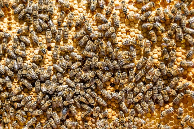 Foto la estructura hexagonal abstracta es un panal de abeja lleno de colmena