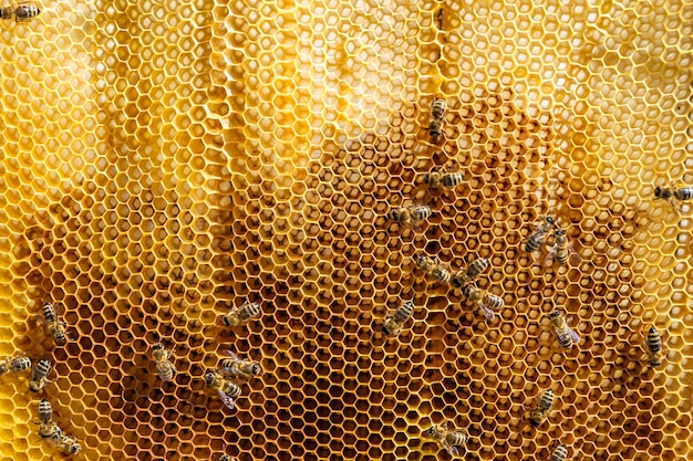 La estructura hexagonal abstracta es un panal de una colmena de abejas llena de miel dorada, una composición de verano en forma de panal que consiste en miel pegajosa de la aldea de abejas, miel rural de panales de abejas al campo