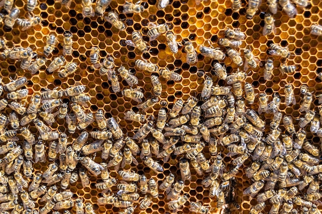 La estructura hexagonal abstracta es un panal de colmena de abejas lleno de miel dorada Composición de verano de panal que consiste en miel pegajosa del pueblo de abejas Miel rural de panales de abejas al campo