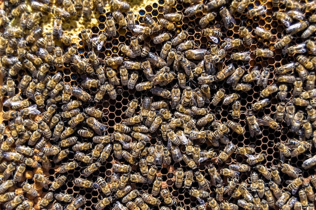 La estructura hexagonal abstracta es un panal de colmena de abejas lleno de miel dorada Composición de verano de panal que consiste en miel pegajosa del pueblo de abejas Miel rural de panales de abejas al campo