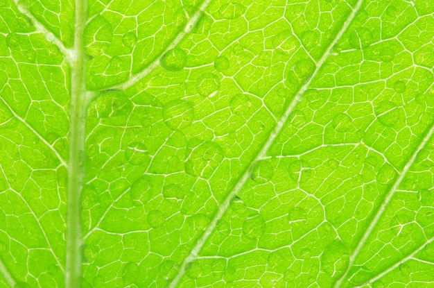 estructura de las hojas