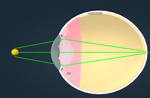 Foto estructura del ojo humano y anatomía de la visión.