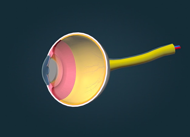 Estructura del ojo humano y anatomía de la visión.