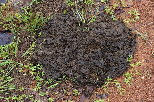 Foto estrume de vaca na grama