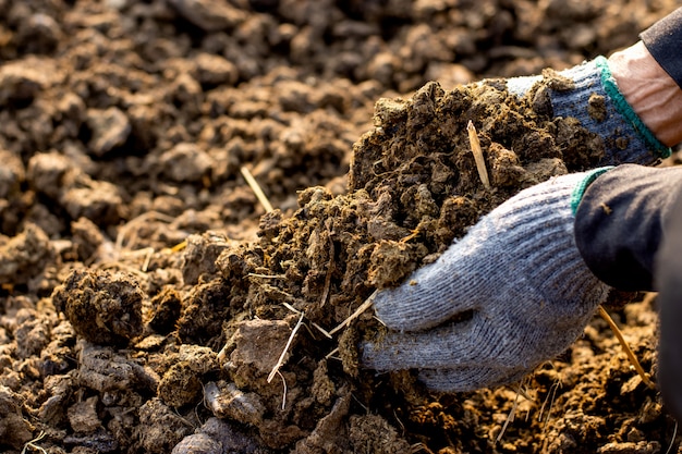 Estrume ou estrume nas mãos de agricultores em uma fazenda central de animais.